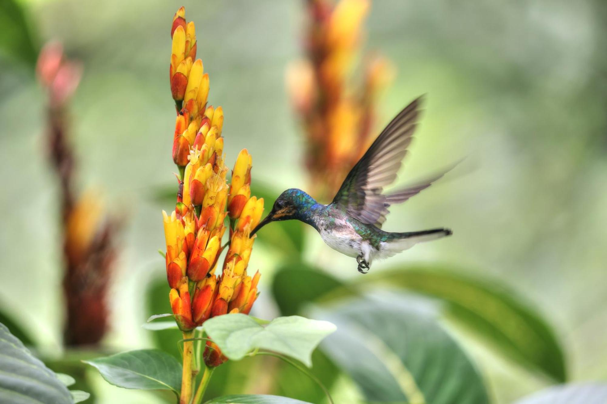 Hadco Experiences At Asa Wright Nature Centre Blanchisseuse المظهر الخارجي الصورة