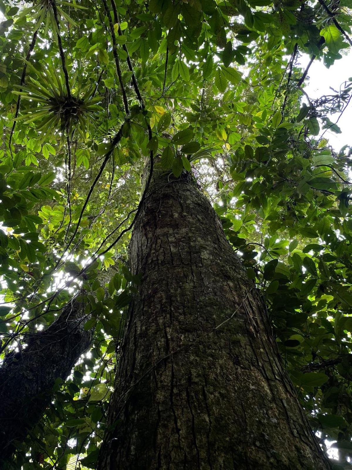 Hadco Experiences At Asa Wright Nature Centre Blanchisseuse المظهر الخارجي الصورة