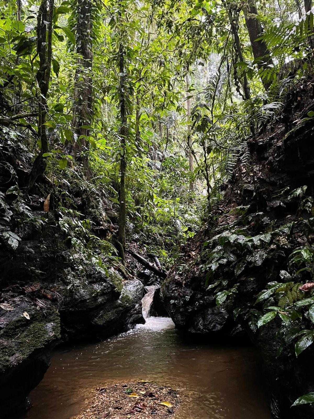 Hadco Experiences At Asa Wright Nature Centre Blanchisseuse المظهر الخارجي الصورة